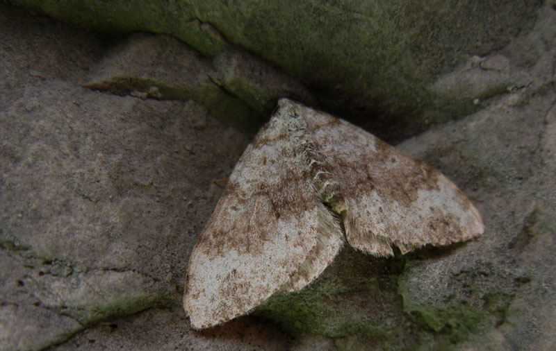 Entephria caesiata ? Geometridae...dal Trentino